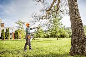 How Our Tree Care Process Works  in  Ash Grove, MO